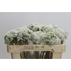 Ozothamnus Booming White