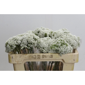 Ozothamnus Booming White