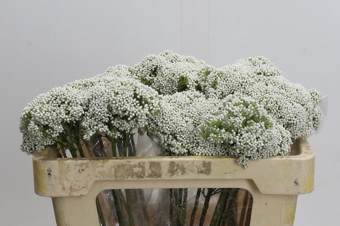 <h4>Ozothamnus Booming White</h4>