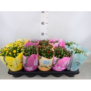 Chrysanthemum  'Milkshake'  ...mix