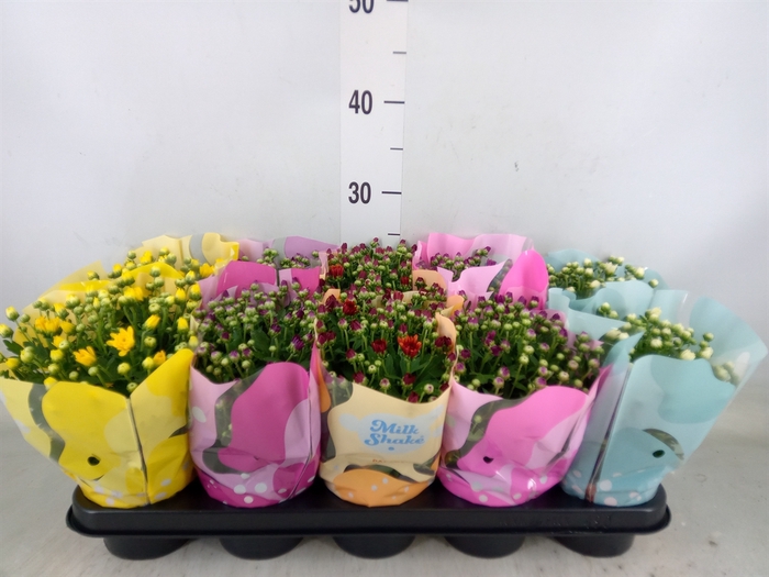 <h4>Chrysanthemum  'Milkshake'  ...mix</h4>