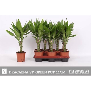 Dracaena fragrans Steudneri 11Ø 45cm 1pp