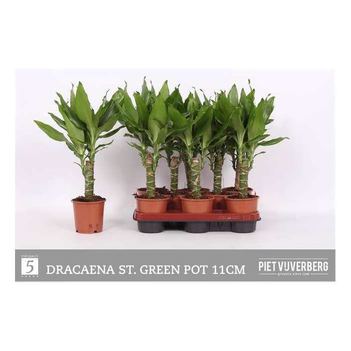 <h4>Dracaena fragrans Steudneri 11Ø 45cm 1pp</h4>