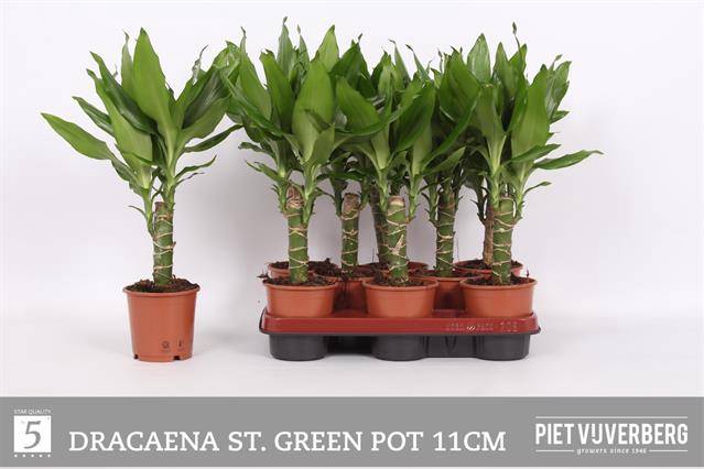Dracaena fragrans Steudneri 11Ø 45cm 1pp
