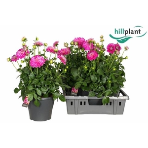 DAHL D M STARBU PINK