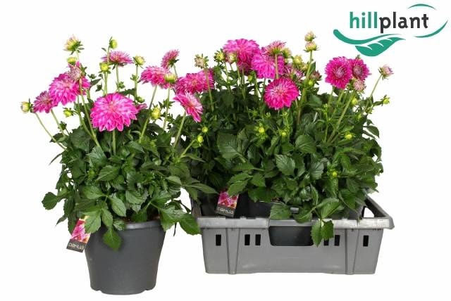 <h4>DAHL D M STARBU PINK</h4>