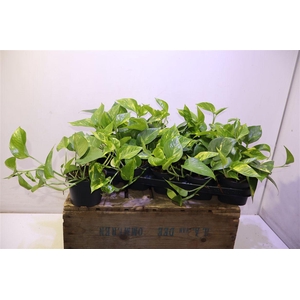 Epipr Aureum