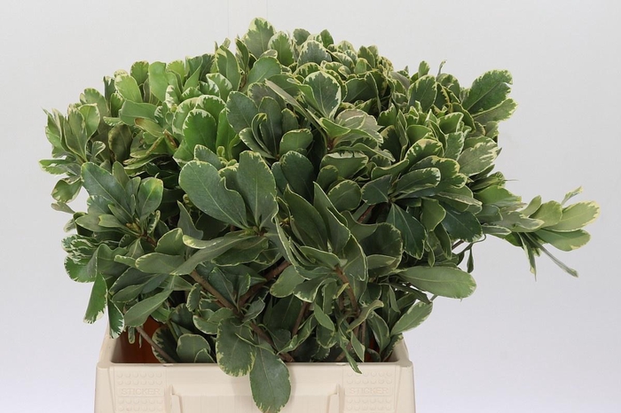 <h4>PITTOSP TO ILAN</h4>