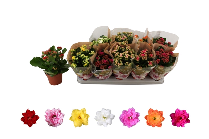 <h4>KAL GE RO GEM 6 KL</h4>