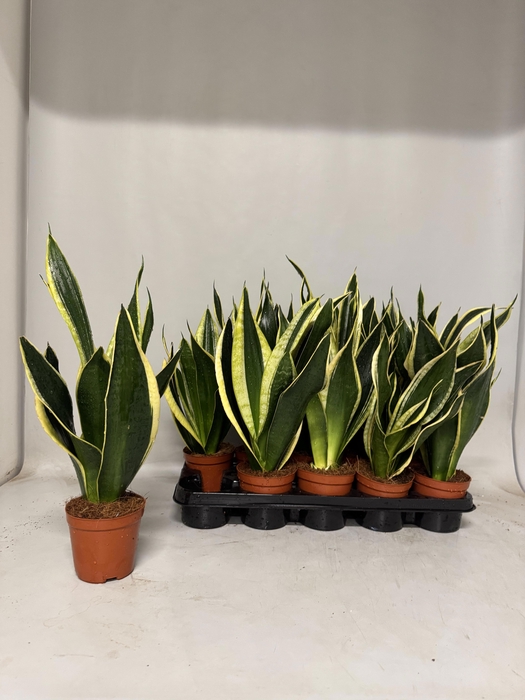 <h4>SANSEV BLACK GOLD</h4>