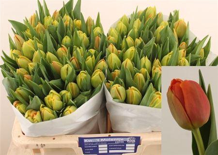 <h4>Tu Du Icoon</h4>