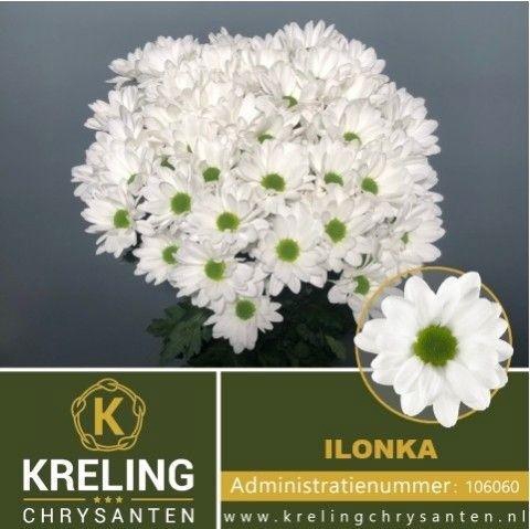 <h4>Chr T Ilonka</h4>