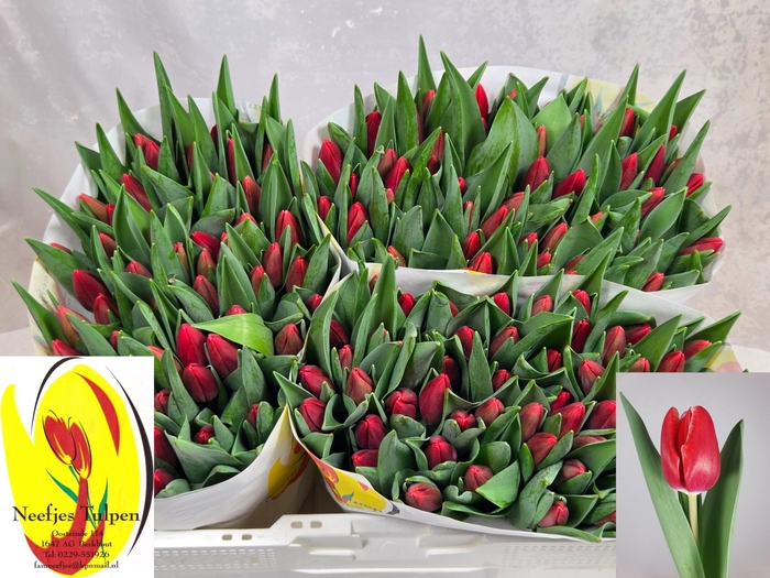 <h4>TU EN KUNG-FU</h4>