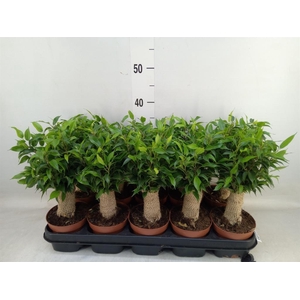 Ficus benja. 'Natasja'