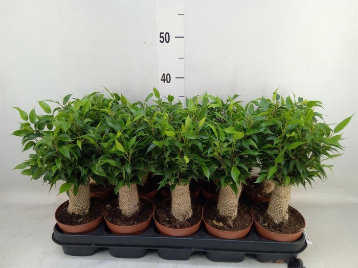 <h4>Ficus benja. 'Natasja'</h4>