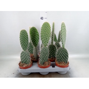 Opuntia