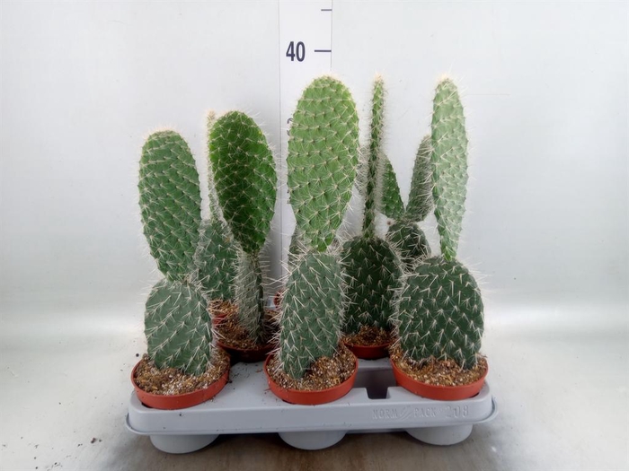 <h4>Opuntia</h4>