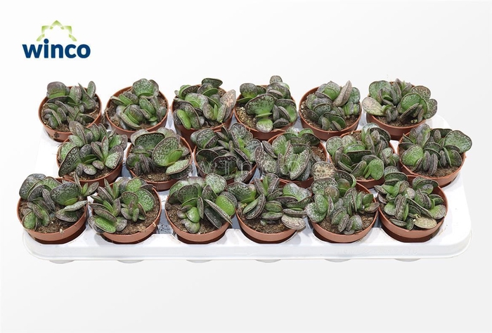 <h4>Adromischus Maculatus</h4>