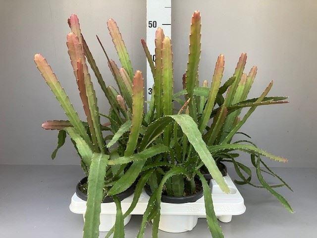 <h4>Epiphyllum</h4>