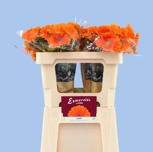 GE MI CUBY BOS + HOES