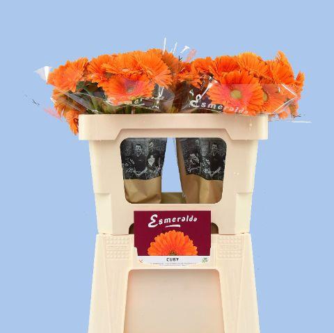 <h4>GE MI CUBY BOS + HOES</h4>