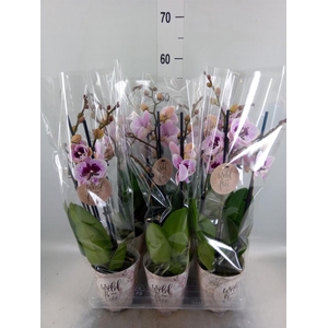 Phalaenopsis   ...