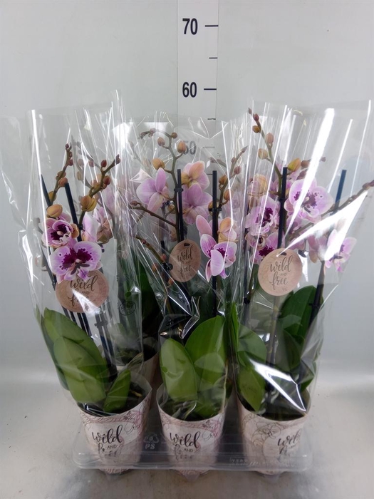 <h4>Phalaenopsis ...</h4>