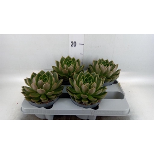 Echeveria   ...not flowering