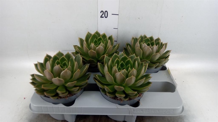 <h4>Echeveria ...not flowering</h4>