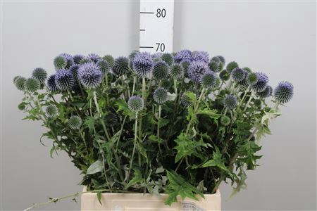 <h4>Echin Ba Blue Globe</h4>