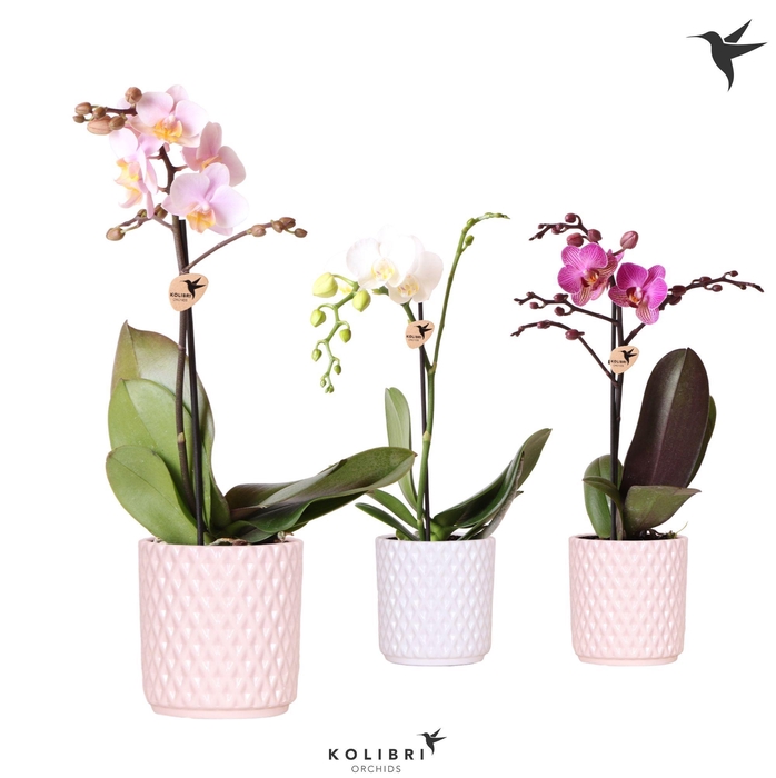 <h4>Kolibri Orchids Phalaenopsis Mix 1 spike in Diamond pot</h4>