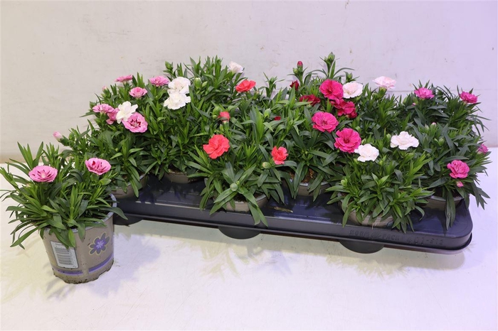 <h4>arr8 Dian Osc Gem</h4>