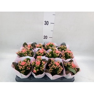 Kalanchoe blos.   ..rosebud