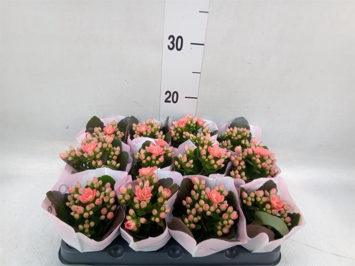 <h4>Kalanchoe blos.   ..rosebud</h4>
