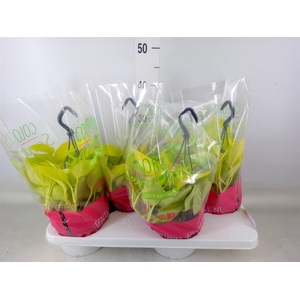 Epipremnum pinn. 'Golden Pothos' HG