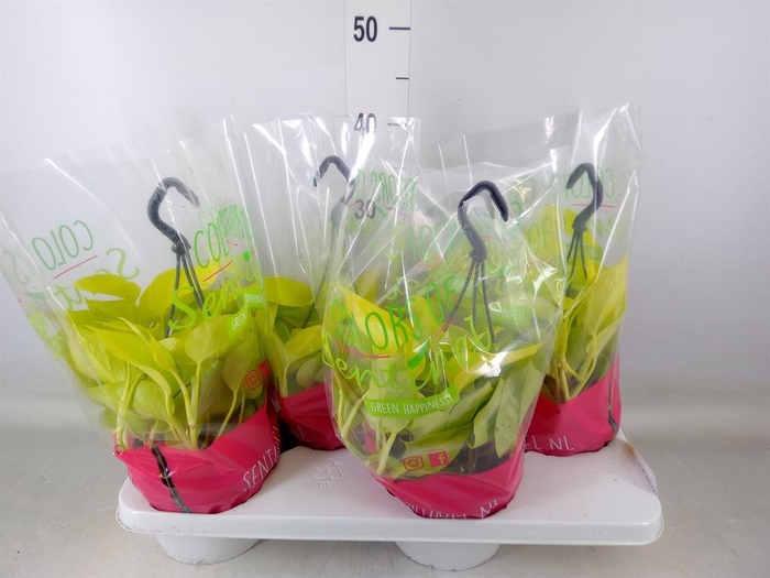 <h4>Epipremnum pinn. 'Golden Pothos' HG</h4>