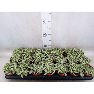 Fittonia  'Mosaic White Forest Fla'