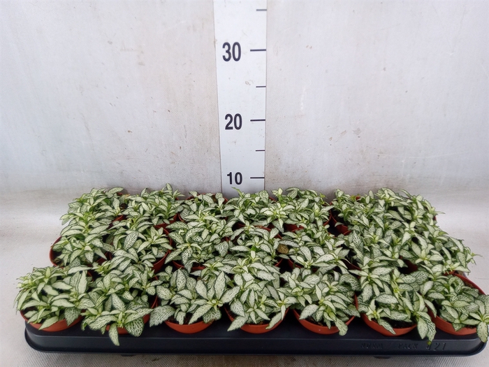 <h4>Fittonia  'Mosaic White Forest Fla'</h4>