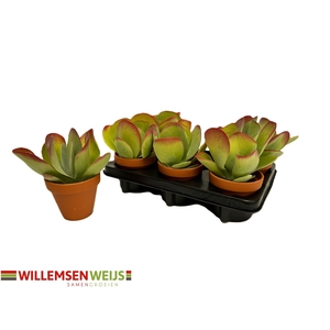 KALANCHOE THYRSIFL