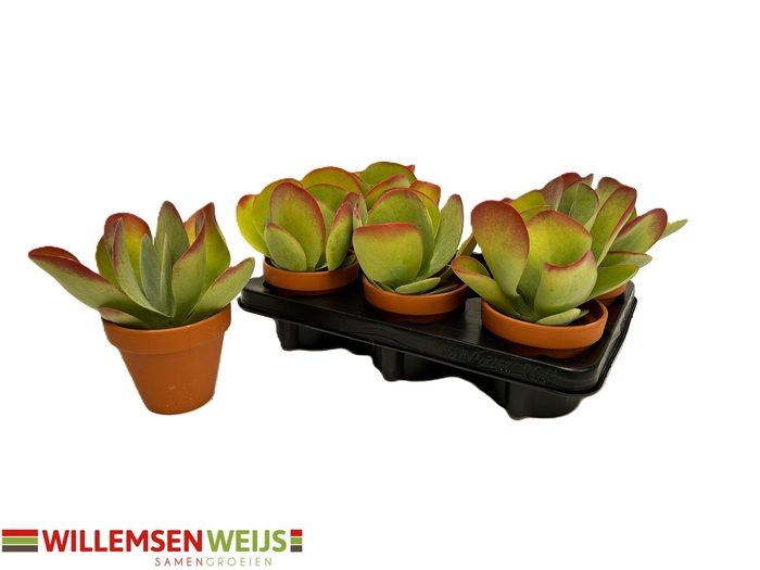 <h4>KALANCHOE THYRSIFLORA</h4>