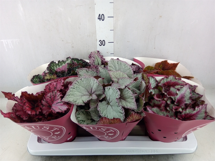 <h4>Begonia BD 'Beleaf'   ...mix</h4>
