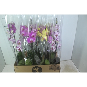 PHALAENOPSIS P12 2 HT