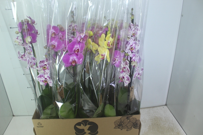 <h4>PHALAENOPSIS P12 2 HT</h4>