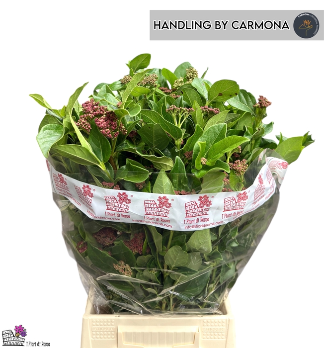 <h4>VIBUR TINUS MACR BS</h4>