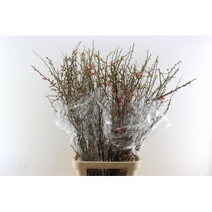 Chaenomeles Superba 130cm