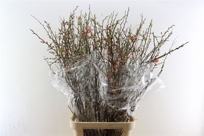 Chaenomeles Superba 130cm