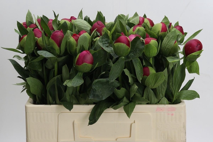<h4>Paeonia Belgravia</h4>
