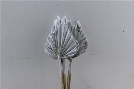 DRIED PALM SPEAR MED SILVER BUN