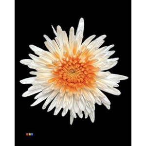 Chr G Ana White + Orange