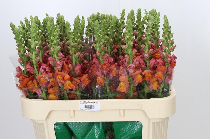<h4>Antirrhinum Avignon Deep Orange</h4>